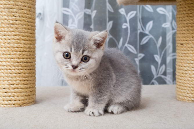 buy british shorthair kitten
