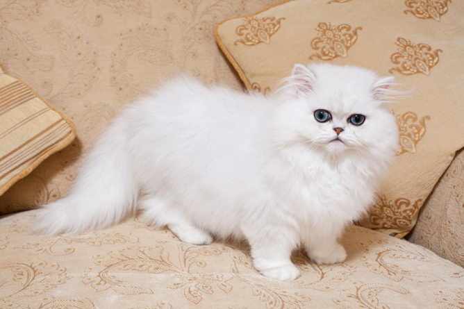 silver tipped chinchilla persian kittens