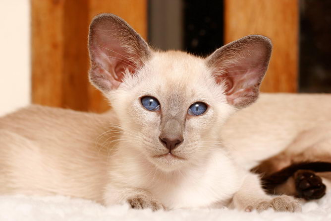 all types of siamese cats