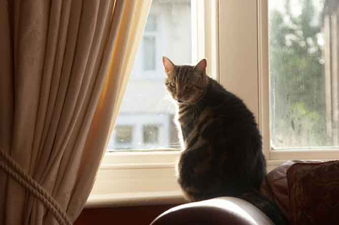 Your Cat Why do cats go away to die? Behavioural Problems