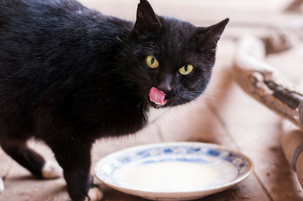 Can I feed my cat milk?